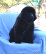 Превью фото № 178879