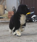 Превью фото № 180056