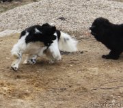 Превью фото № 180137