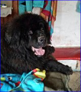 Превью фото № 181655