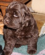 Превью фото № 182744