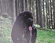 Превью фото № 186201