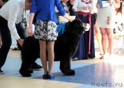 Превью фото № 186431