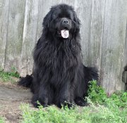 Превью фото № 187426