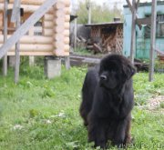 Превью фото № 190790