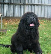 Превью фото № 191110