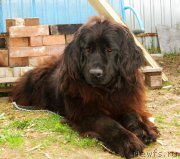 Превью фото № 191239