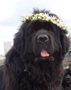 Превью фото № 191349