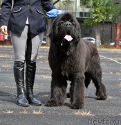 Превью фото № 192319