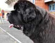 Превью фото № 192320