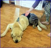 Превью фото № 196286