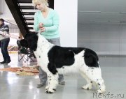 Превью фото № 197334