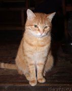 Превью фото № 197375