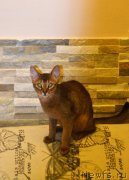 Превью фото № 197652