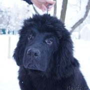 Превью фото № 199380