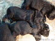 Превью фото № 201818