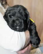 Превью фото № 205737