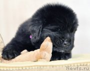 Превью фото № 206014