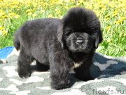 Превью фото № 207220