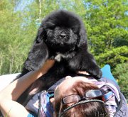 Превью фото № 207424