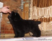 Превью фото № 212096