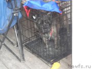 Превью фото № 214301