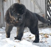 Превью фото № 217894