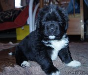 Превью фото № 218416