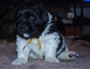 Превью фото № 218417