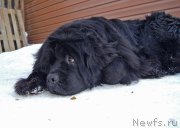 Превью фото № 220206