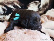 Превью фото № 220676