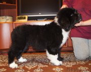 Превью фото № 220983