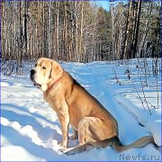 Превью фото № 220986