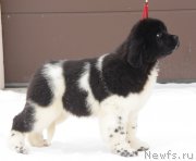 Превью фото № 221098