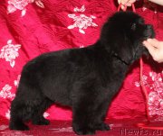 Превью фото № 222230