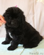 Превью фото № 223391