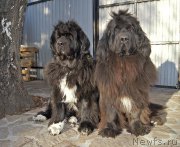 Превью фото № 224189