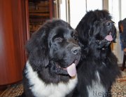 Превью фото № 225528