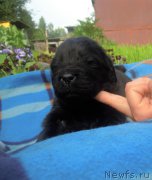 Превью фото № 227214