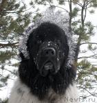 Превью фото № 22825