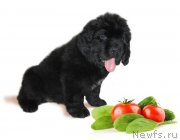 Превью фото № 229228