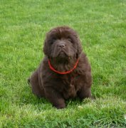 Превью фото № 230113