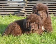 Превью фото № 230472