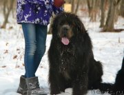 Превью фото № 233764