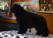 Превью фото № 235809