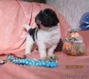 Превью фото № 237730