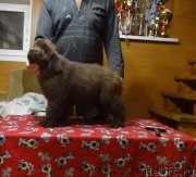 Превью фото № 240015