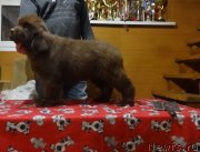 Превью фото № 240017