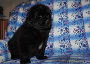 Превью фото № 241830