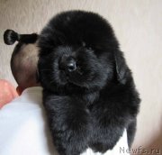 Превью фото № 244404